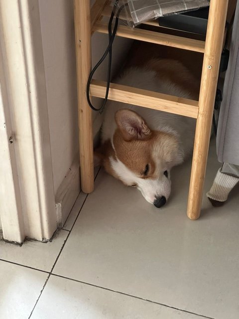 Dou Dou - Corgi Dog