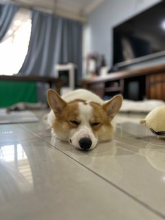 Dou Dou - Corgi Dog