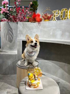 Dou Dou - Corgi Dog