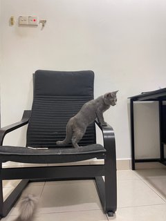 Tungtung - British Shorthair + Domestic Medium Hair Cat