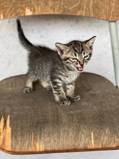 Taobao - Domestic Medium Hair Cat