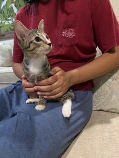 4 Little Kittens 🦁 (All Resevered) - Domestic Short Hair + Domestic Medium Hair Cat