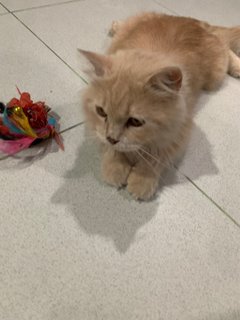 Cinnamon  - Domestic Long Hair Cat