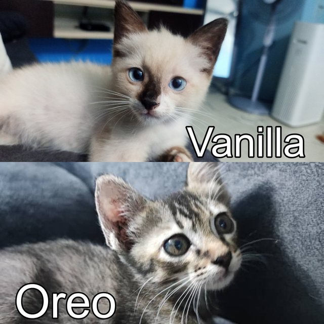 Oreo &amp; Vanilla - Domestic Short Hair + Siamese Cat