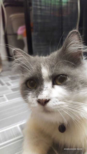 Bubu - Domestic Long Hair + Scottish Fold Cat