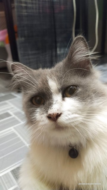 Bubu - Domestic Long Hair + Scottish Fold Cat