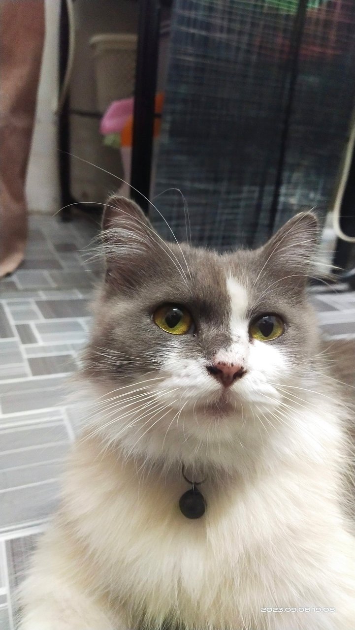 Bubu - Domestic Long Hair + Scottish Fold Cat