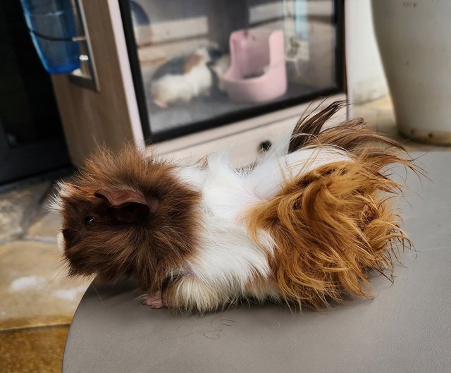 Coco &amp; Melon - Guinea Pig Small & Furry