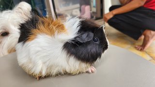 Coco &amp; Melon - Guinea Pig Small & Furry