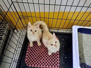 Bella,max,jack - Domestic Long Hair Cat