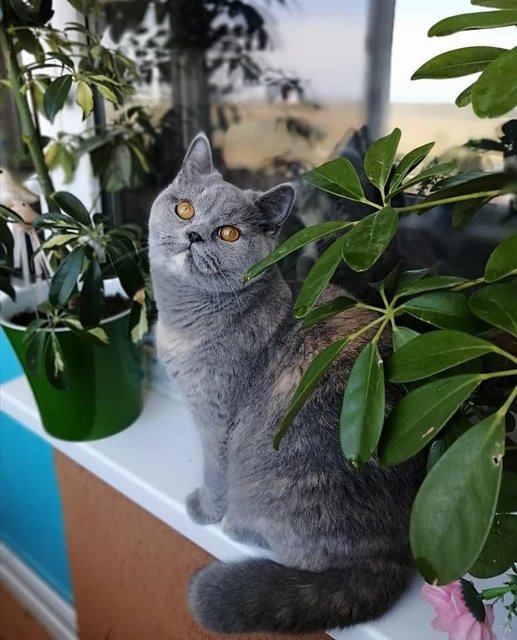 Kristal - British Shorthair Cat