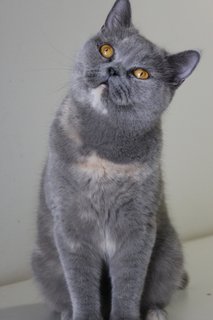 Kristal - British Shorthair Cat