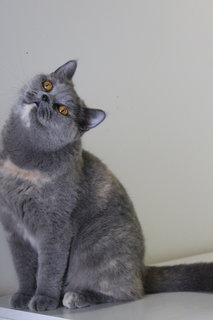 Kristal - British Shorthair Cat