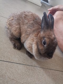 Cinnamon - Cinnamon Rabbit