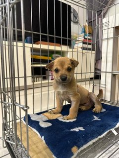 Rocky - Mixed Breed Dog