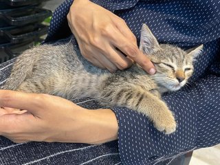 Cutie Pie - Domestic Short Hair Cat