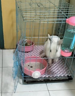 Mochi - Angora Rabbit + Lionhead Rabbit