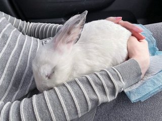 Mochi - Angora Rabbit + Lionhead Rabbit