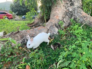 Mochi - Angora Rabbit + Lionhead Rabbit