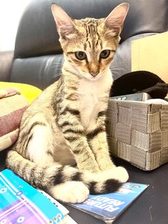 Sylvia  - Domestic Medium Hair + Bengal Cat