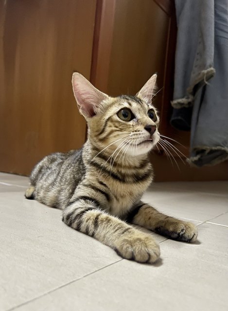 Tita The Bengal Cat - Bengal + Munchkin Cat