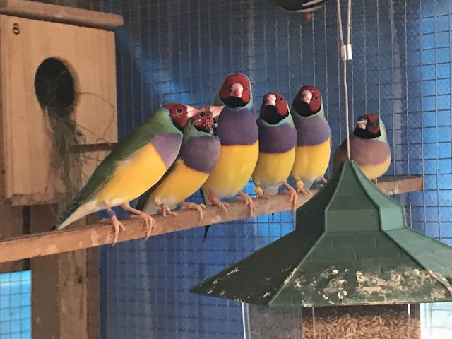 Gouldian  - Finch Bird