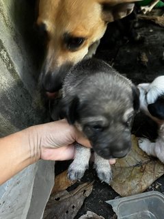 Datuk Puppies  - Mixed Breed Dog