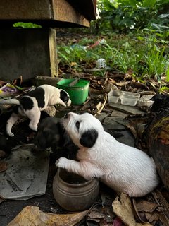 Datuk Puppies  - Mixed Breed Dog