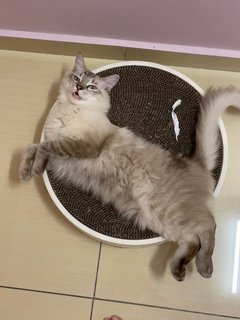 Mimi - Domestic Long Hair Cat