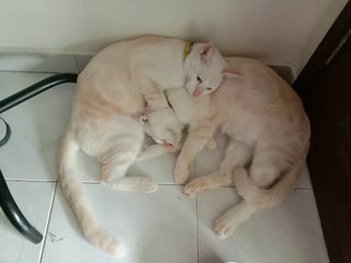 Theo &amp; Simon (Brothers) - Siamese Cat