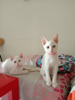 Theo &amp; Simon (Brothers) - Siamese Cat