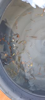 Guppies - Rainbowfish Fish