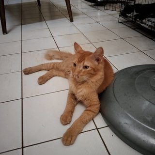 George  - Maine Coon + Domestic Medium Hair Cat