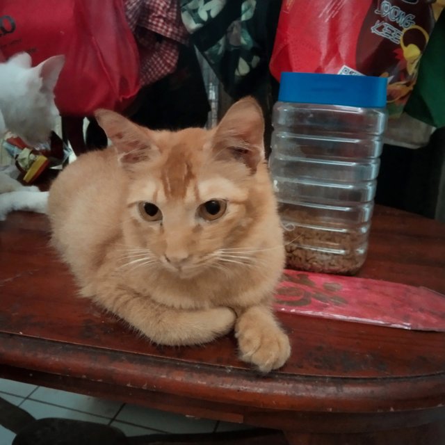 George  - Maine Coon + Domestic Medium Hair Cat