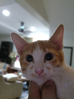 Salmon (Shah Alam Area) - Domestic Medium Hair Cat