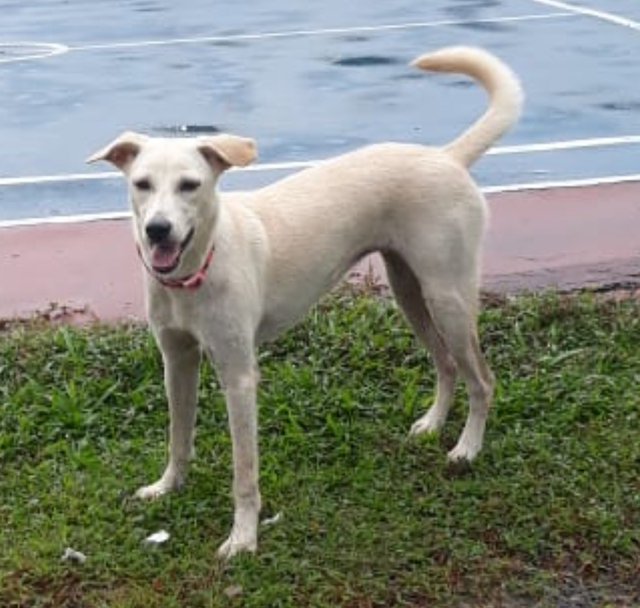 Marshmallow - Mixed Breed Dog