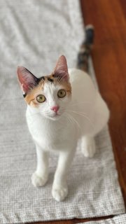 Avery - Domestic Short Hair Cat