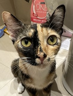 Beverly - Domestic Short Hair Cat