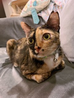 Beverly - Domestic Short Hair Cat