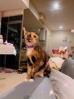 Beverly - Domestic Short Hair Cat