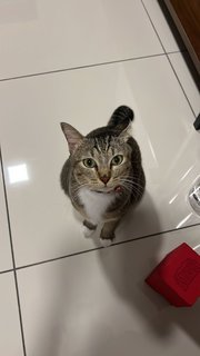 Ollie (Olivia) - Domestic Short Hair Cat