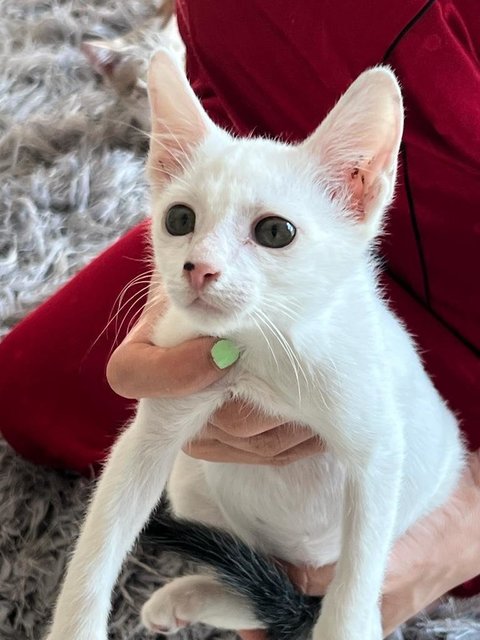 Milky  - Domestic Short Hair Cat