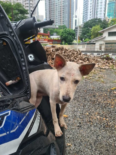 Found Very Tamed Dog - Klcc - Mixed Breed Dog