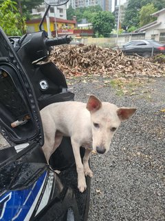 Found Very Tamed Dog - Klcc - Mixed Breed Dog