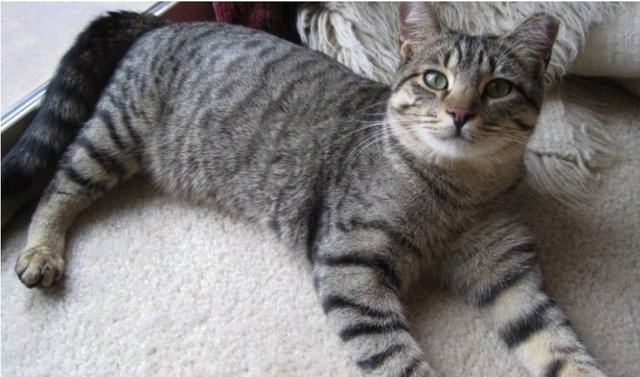 Very Affectionate Tabby Cat - Domestic Short Hair Cat