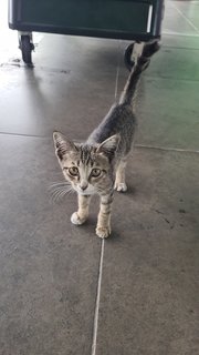 Strays Kitties Need Loving Homr - Domestic Short Hair Cat