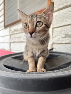 Petunia - Domestic Short Hair Cat