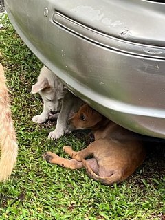 Lady Snow, Kaya &amp; Poco - Terrier Mix Dog