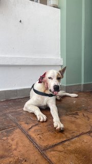 Donald - Mixed Breed Dog