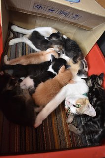 This was her with her latest litter of 8